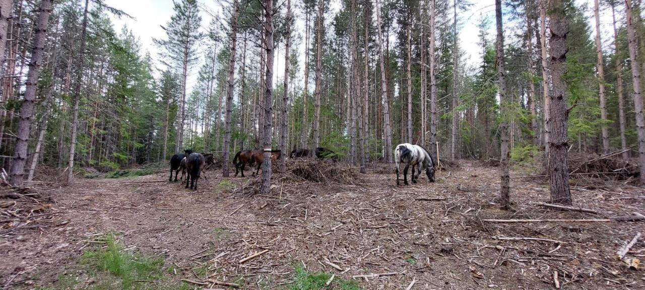 Вила Орцево Vila Ortsevo Buitenkant foto