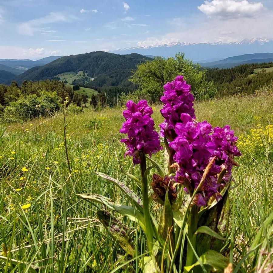 Вила Орцево Vila Ortsevo Buitenkant foto
